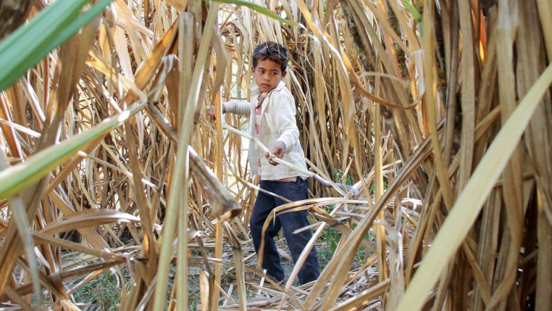 A 13-year-old child labourer cuts sugarcane on a Kampong Speu ELC in 2014. 