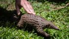 Banks can help stop wildlife trade