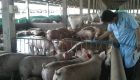 Pig farmers ditch task force to monitor smuggling