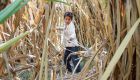 ELCs don’t reduce poverty: paper