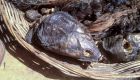 Pangolin among wild animals seized by WA